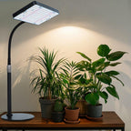 Orchbloom Tabletop Grow Lights for Indoor Plants 25 Watt, Bright Natural Sunlight Full Spectrum Plant Growing Lamps for Houseplants & Bonsai, 4/8/12/16/20H Timer Plant Light Auto On/Off Everyday