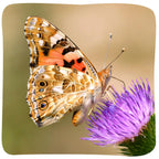 Insect Lore 2 Cups of Caterpillars Basic - 10 Live Baby Painted Lady Caterpillars - Refill for Habitat Kit - Caterpillars and Food Included
