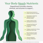 Organixx Greens Superfood Powder with Probiotic Digestive Enzymes, Gluten Free, Vegan, Daily Super Greens Powder Supplement Drink Mix for Gut Health, Immune Support & Energy, Organic, Non GMO, 10 oz