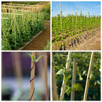 Mininfa Natural Bamboo Stakes 4 Feet, Eco-Friendly Garden Stakes, Plant Stakes Supports Climbing for Tomatoes, Trees, Beans, 25 Pack
