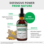 NutraMedix Daily Immune Support Supplement - Banderol Herbal Supplements for Immune System Support - Vegan Tincture - Bioavailable Otoba Bark Extract Liquid Drops (2 oz/60 ml)