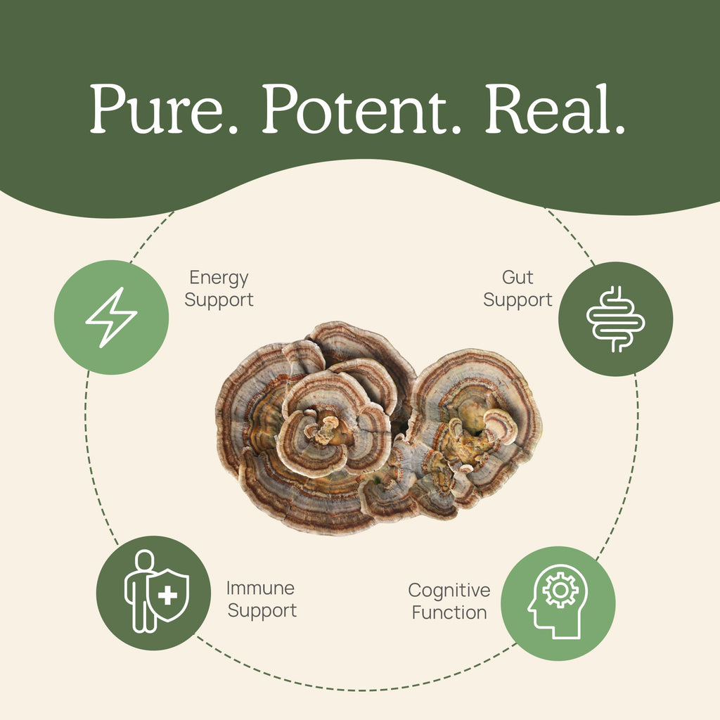 Real Mushrooms Turkey Tail Capsules – Organic Mushroom Extract for Wellness & Daily Rhythm – Vegan, Non-GMO, No Fillers Turkey Tail Extract – 90 Count Mushroom Supplement