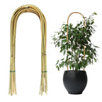 20 Pack Bamboo U Trellis for Potted Plants - 16 Inch U-Shaped Plant Support Hoop, Heavy-Duty Arch Stake for Climbing Vines Cucumbers, Indoor/Outdoor Rustic Garden Training Frame