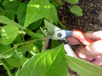 Okatsune Pruning Shears Unique 8.3 inches (210 mm) (Blister) No. 104