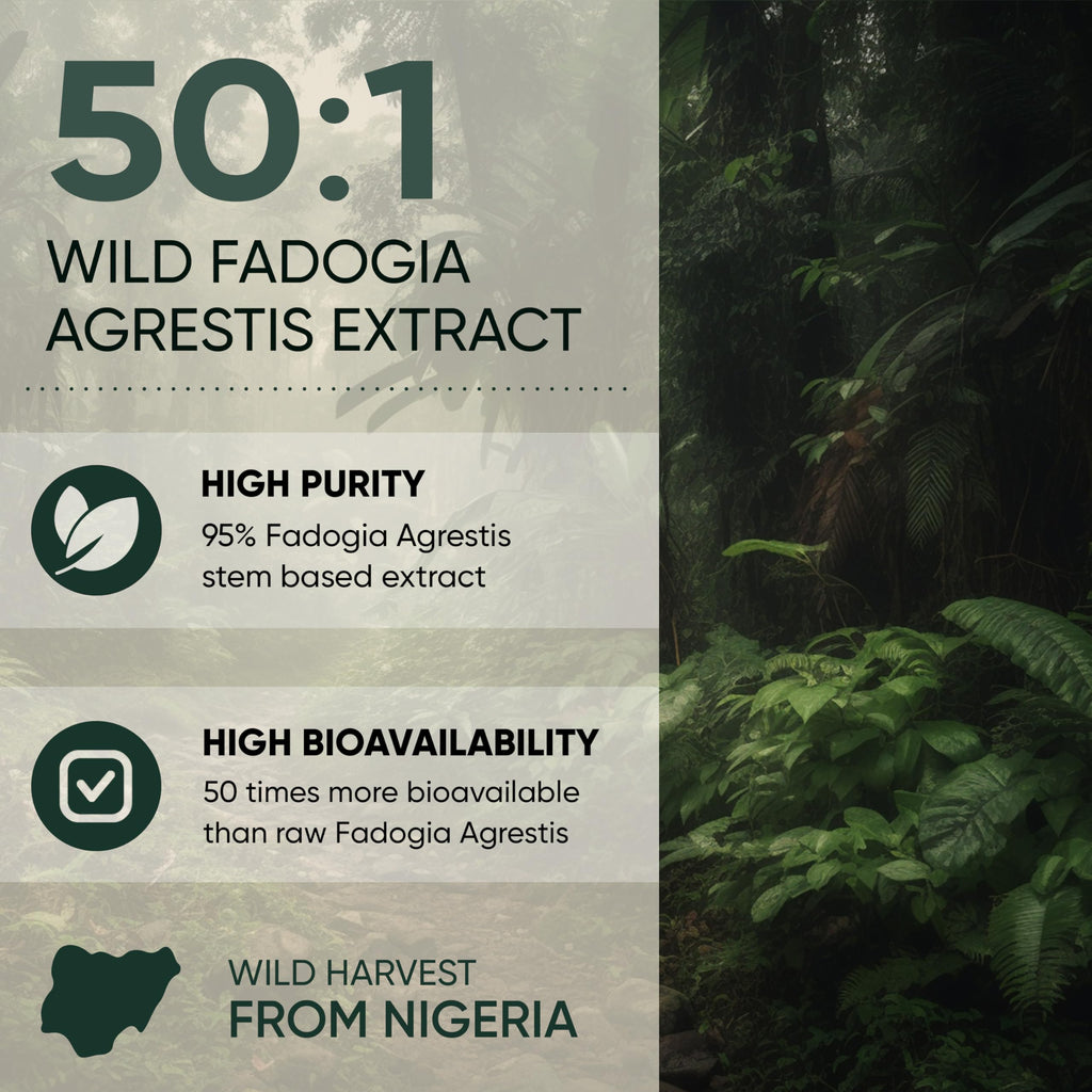 Jungle Powders Fadogia Agrestis Extract for Men 50:1 Concentration 313 Servings - 5 Ounces of Pure Nigerian Fadogia Supplement Traditional Mens Health Support for Drive & Passion Contains Maltodextrin