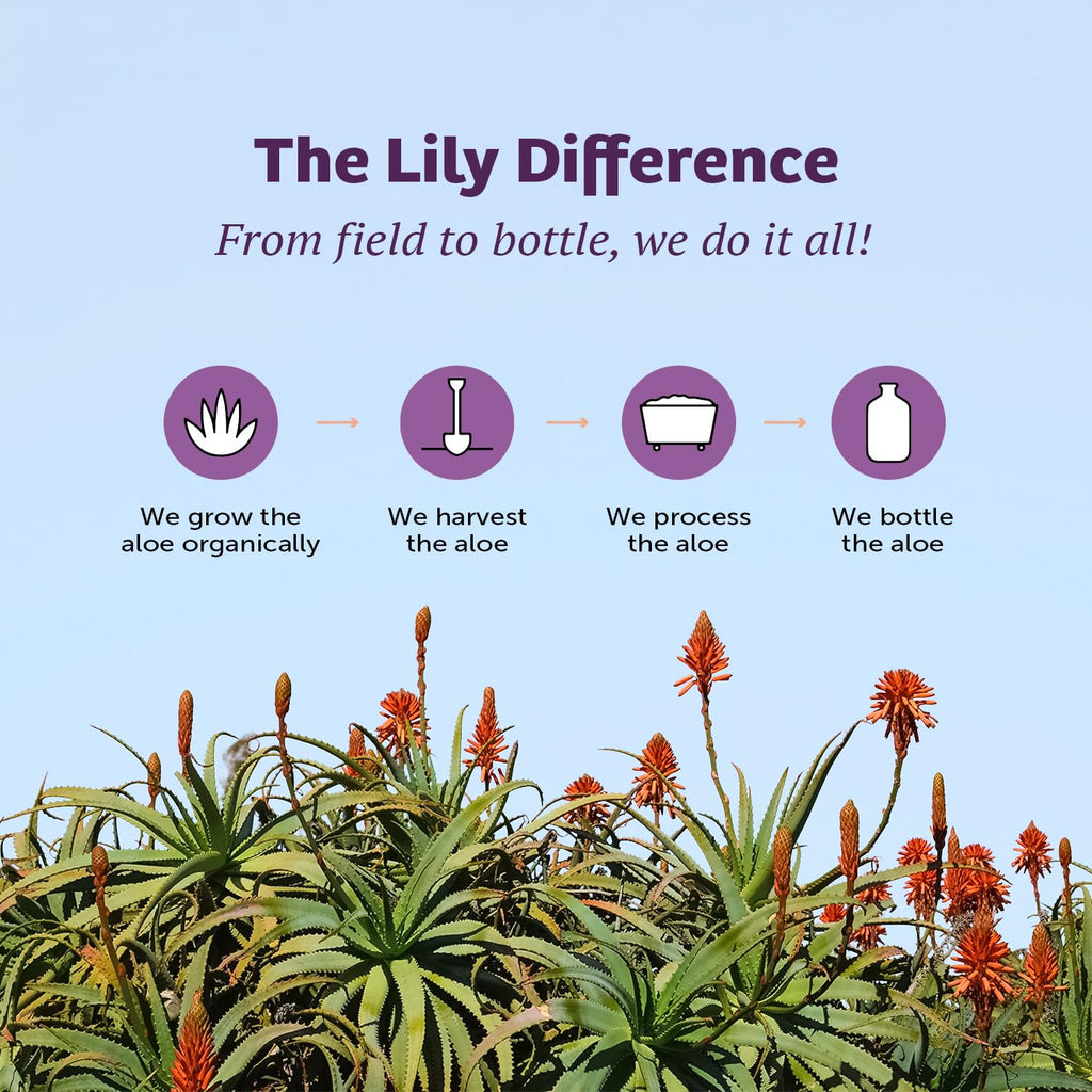 Lily of the Desert Aloe Vera Juice, Whole Leaf Filtered 2-Pack, Organic & Preservative Free – Natural Vitamins, Digestive Enzymes for Gut Health, Glowing Skin & Wellness, 16 Fl Oz Ea