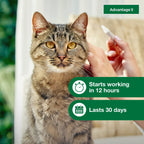 Advantage II Large Cat Topical Flea Treatment & Prevention, 6ct
