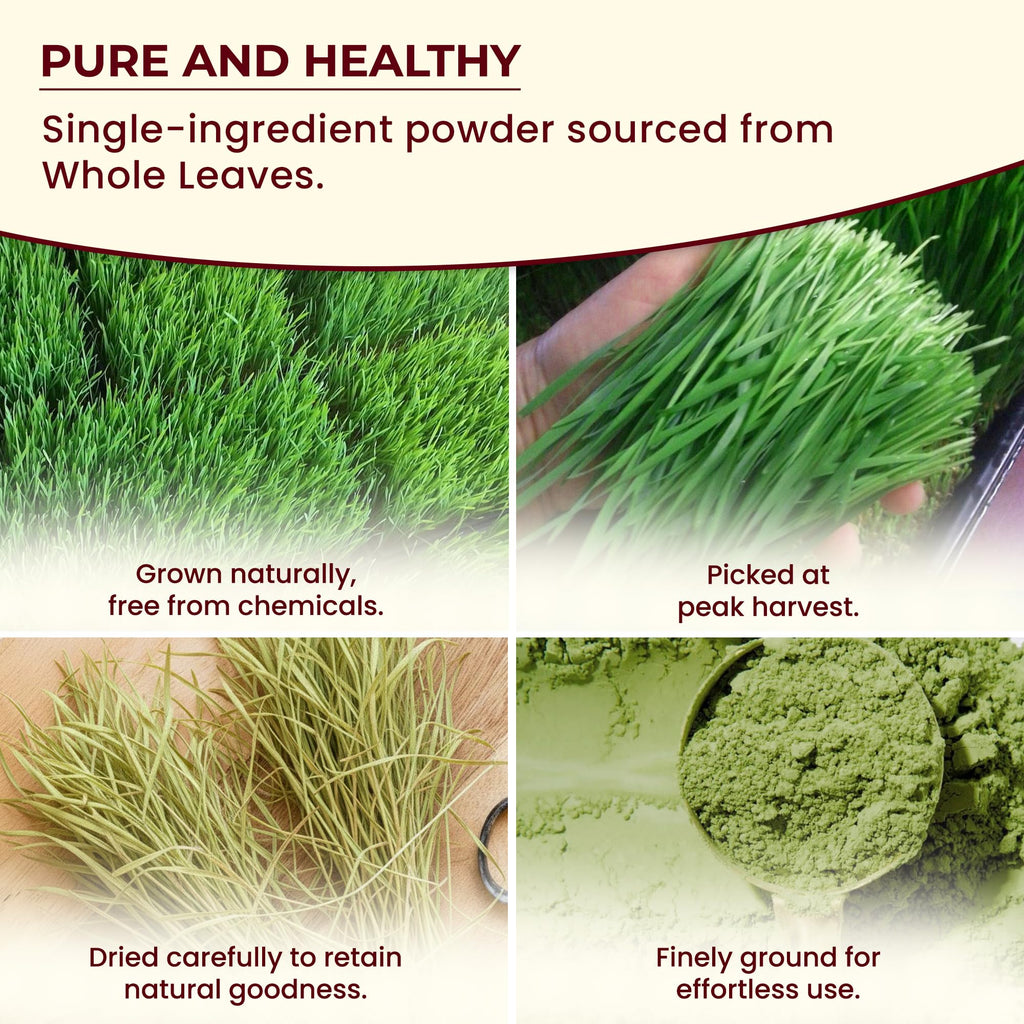 Darsa Organics Wheatgrass Powder 1 lb - Premium USDA Organic Wheat Grass, Fine-Milled Green Powder for Smooth Mixing - Non-GMO, Vegan, and Gluten-Free, Fresh-Sealed Resealable Pouch