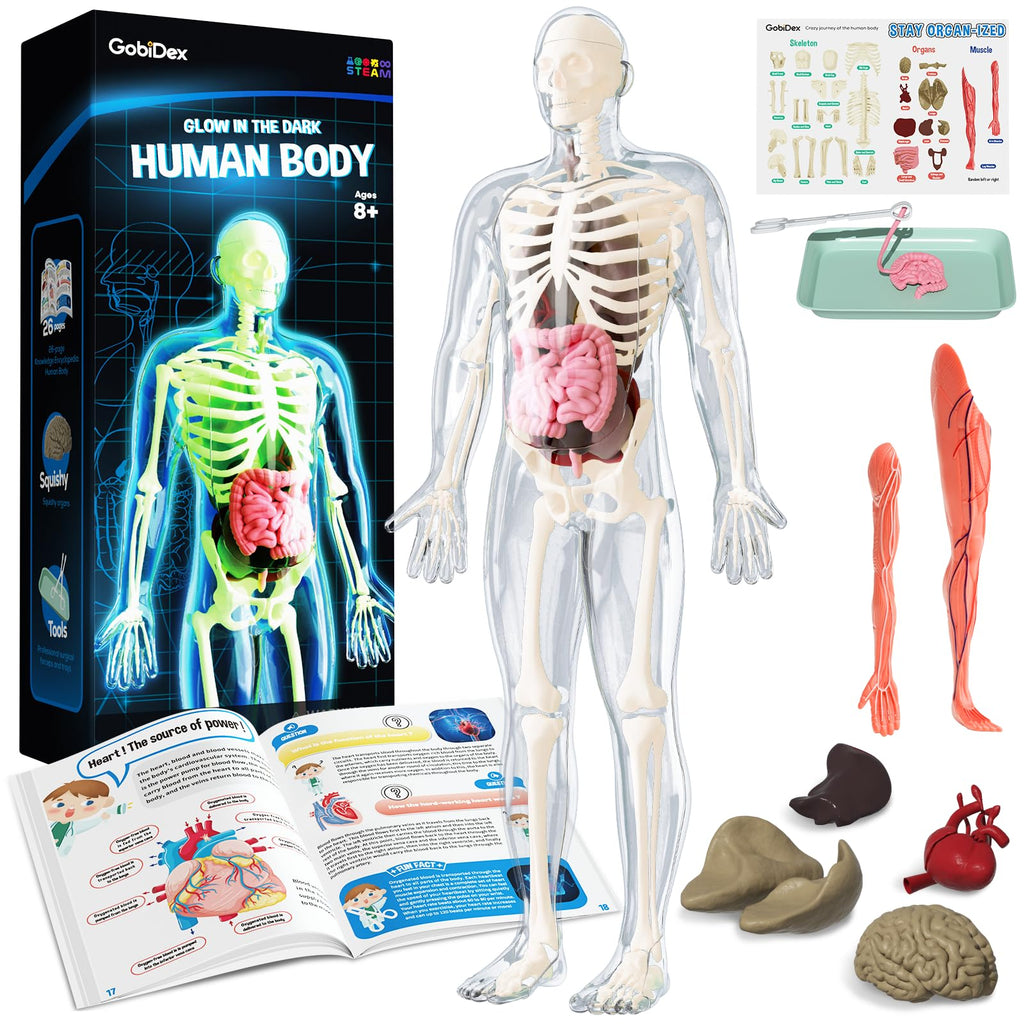 GobiDex Human Body Skeleton Model Kits, 40 Piece Anatomy Figure,Glow in The Dark Bones Interactive Science Kit, STEM Educational Toys for Boys and Girls, Halloween Physiology Gifts for Kids Ages 8+