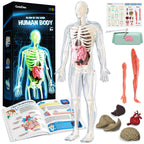 GobiDex Human Body Skeleton Model Kits, 40 Piece Anatomy Figure,Glow in The Dark Bones Interactive Science Kit, STEM Educational Toys for Boys and Girls, Halloween Physiology Gifts for Kids Ages 8+