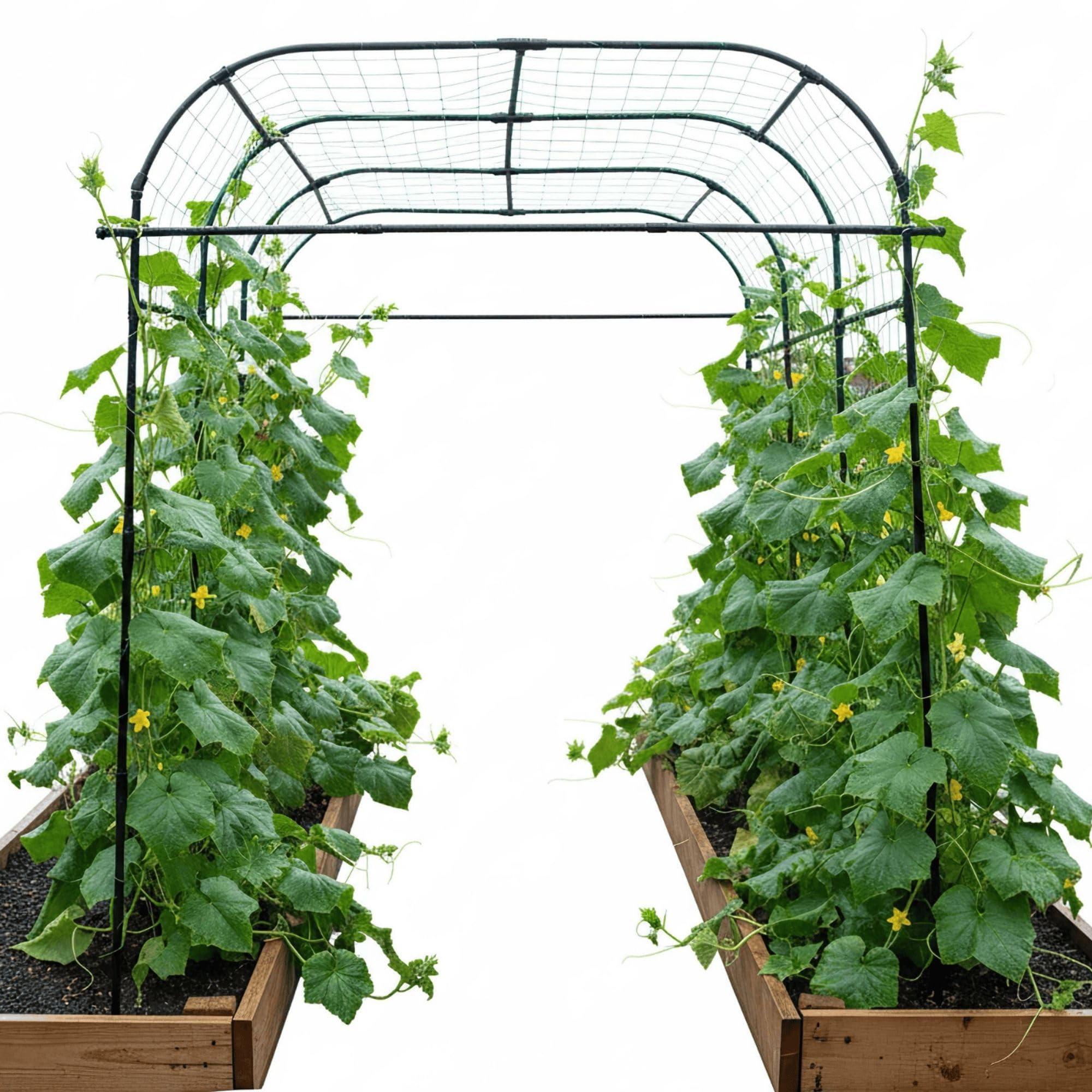 BAXAM Wide Arch Trellis 7FT Extra Tall Garden Trellis Arch – Sturdy Plastic Coated Steel Metal Arch for Garden Climbing Plants & Vegetables, Weather-Resistant Outdoor Cucumber Trellis Arch