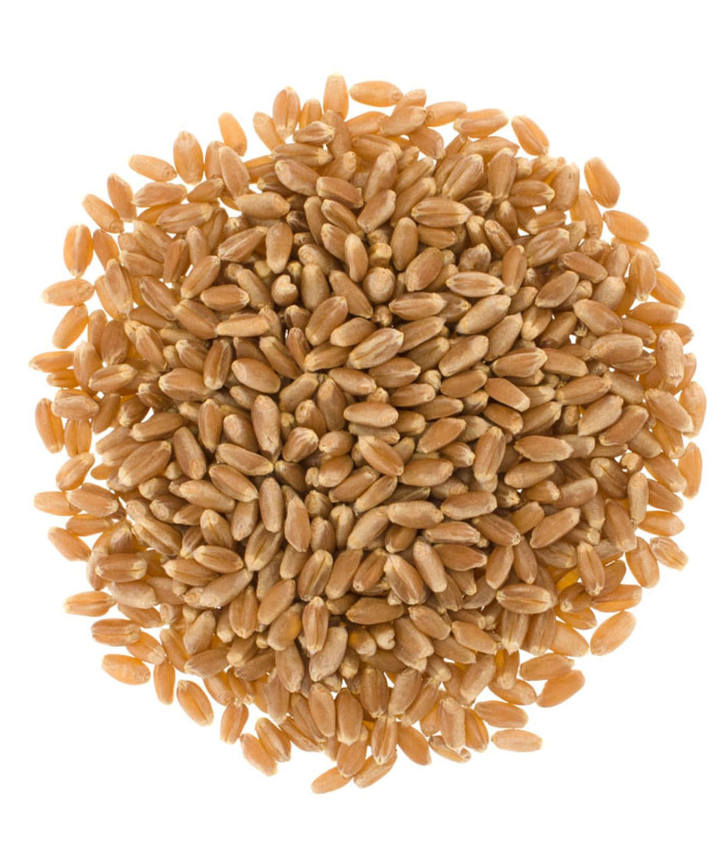 Certified Glyphosate Residue Free Hard Red Winter Wheat Berries | 1 LBS | Family Farmed in Washington State | Non-GMO Project Verified | 100% Non-Irradiated | Certified Kosher Parve | Field Traced