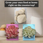 Hodgins Harvest 3 Pack Mushroom Grow Kit | USDA Certified Organic | Grow Your Own Delicious Gourmet Mushrooms at Home