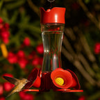 Perky-Pet Glass Hummingbird Feeders for Outdoors, 8 oz Nectar Capacity