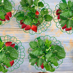 Iceyyyy 10 Pack Strawberry Plant Stand Supports-Strawberry Plant Support Stand Rack with 4 Support Feets-Growing Frame Holder Cage to Keep Berries Clean and Prevent Rot