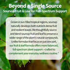 JuvaNutra Soursop Bitters Liquid Drops 12 in 1 with Sea Moss, Moringa, Turmeric, Echinacea & Ashwagandha Extract - Herbal Tonic for Digestive Wellness & Immune Support - 4 Fl Oz