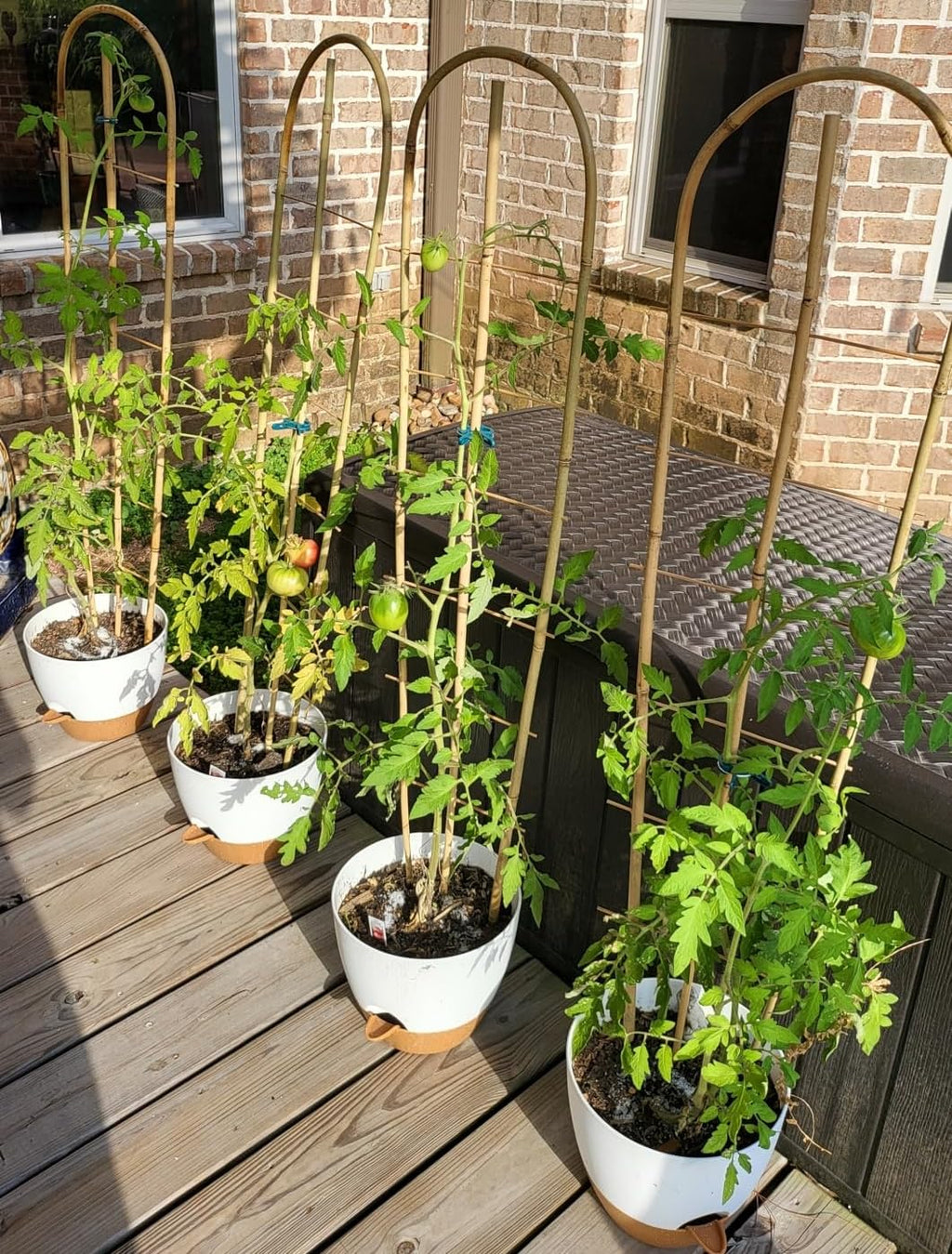 SWANGSA 6 Pack 4Ft U-Shape Bamboo Trellis for Climbing Plants, Garden Ladder Trellis for Outdoor and Indoor Plant Support, Potted Plants, Vegetables, Cucumber, Tomato, Vine