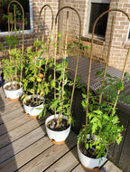 SWANGSA 6 Pack 4Ft U-Shape Bamboo Trellis for Climbing Plants, Garden Ladder Trellis for Outdoor and Indoor Plant Support, Potted Plants, Vegetables, Cucumber, Tomato, Vine