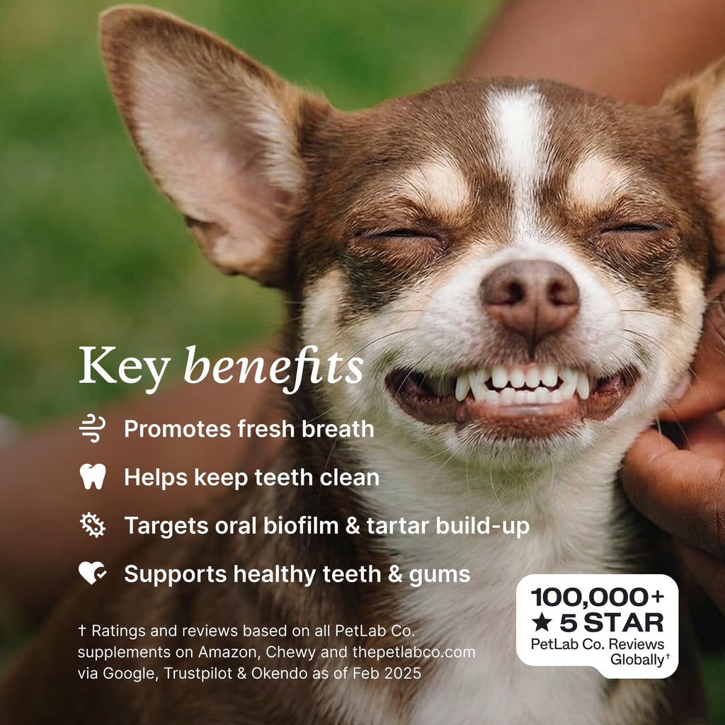 PetLab Co. ProBright Dental Powder for Medium Sized Dogs