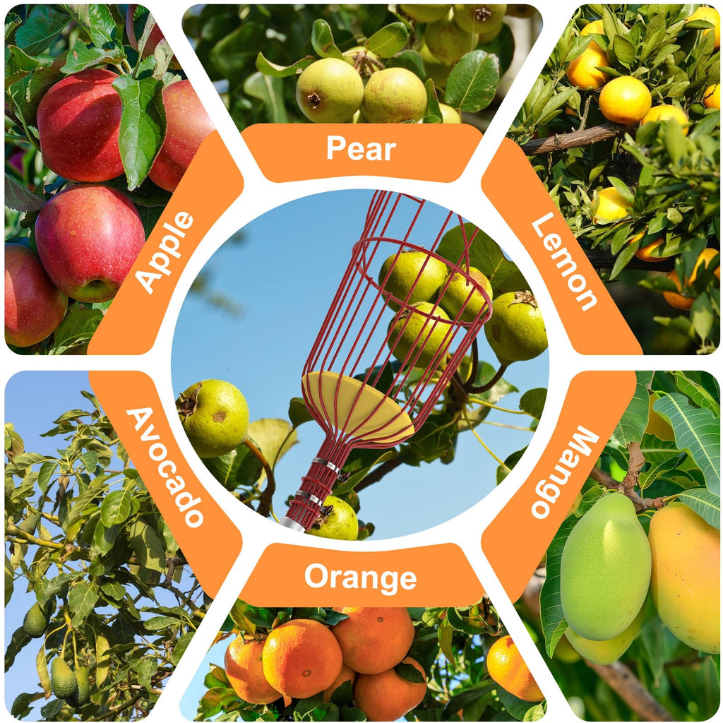 SISIUPASSIE 26FT Reach Fruit Picker, Apple Picker Pole with Basket Telescoping Tool for Apple Lemon Orange Mango Avocado Fruit Tree Picking