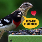 Cool Birds All Birds Wild Bird Seed, 10 lb