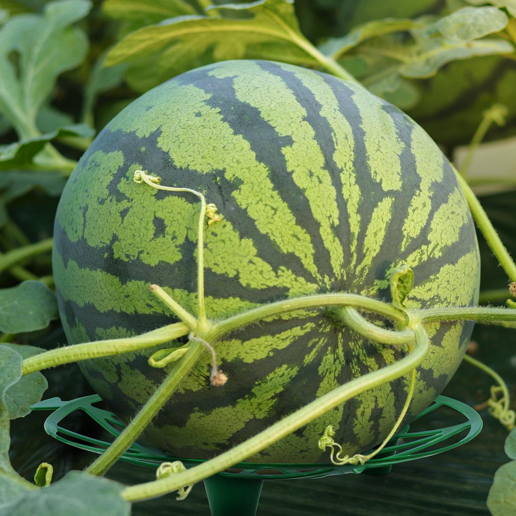 UCandy Pack 10 Plant Melon Supports Cages Cradles Trellis for Watermelon, Cantaloupe, Pumpkins, Strawberries Avoid Ground Rot (Light grenn)