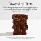 SAKARA Metabolism Super Bar – Healthy, Nutritious Vegan Protein Bars, Clean Ingredients, Low Sugar, Gluten-Free, On-the-Go Snacks with 9g Fiber, Sea Salt, Chocolate, 12g Plant-Based Protein