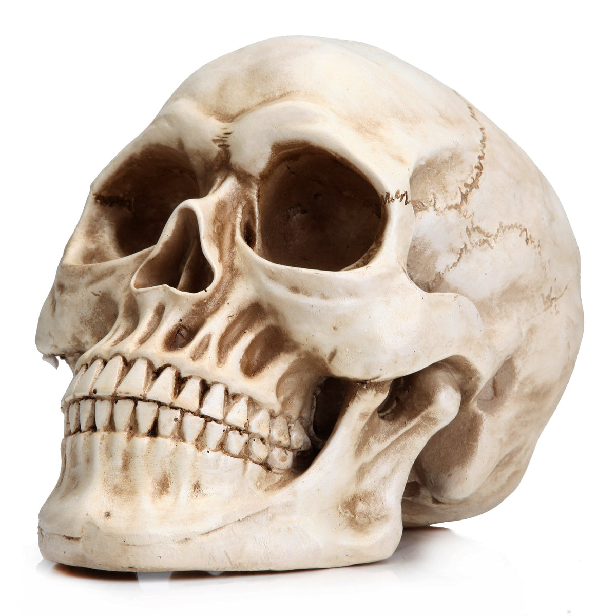 READAEER Halloween Skull Head, Life Size Resin Skull, Large Size Adult Skull Head Model for Home Decoration, Halloween Skull Statue, Human Skull Head Model (White)