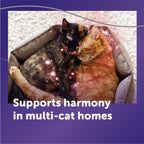 FELIWAY Optimum Cat Calming Pheromone Diffuser Refill - 3 Pack