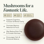 Fantastic Fungi Organic Mushroom Gummies for Focus & Memory, Lions Mane, Choline & Ashwagandha Gummies for Adults | Vegan, Sweet & Sour Flavor | 1 Month Supply | 60 Gummy Chewables