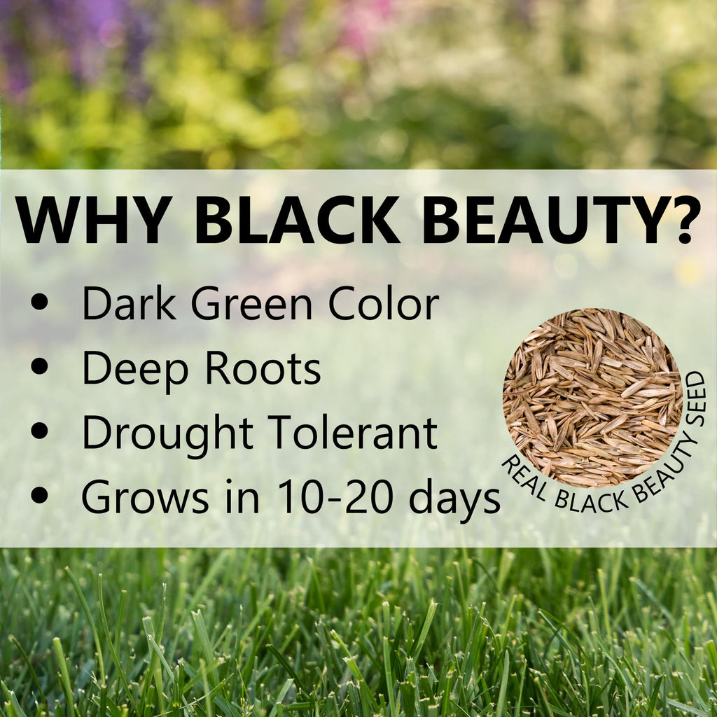 Jonathan Green (10410) Black Beauty SeedRoll Grass Seed Mat - Cool Season Lawn Seed, Fertilizer, & Mulch (50 Sq. Ft.)