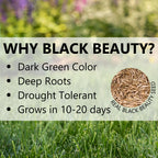 Jonathan Green (10410) Black Beauty SeedRoll Grass Seed Mat - Cool Season Lawn Seed, Fertilizer, & Mulch (50 Sq. Ft.)