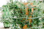 Greenstalk Set of 3 Plant Supports for Growing Tomatoes, Cucumbers, Peppers, Eggplant, and Squash Vertically in a Vertical Planter