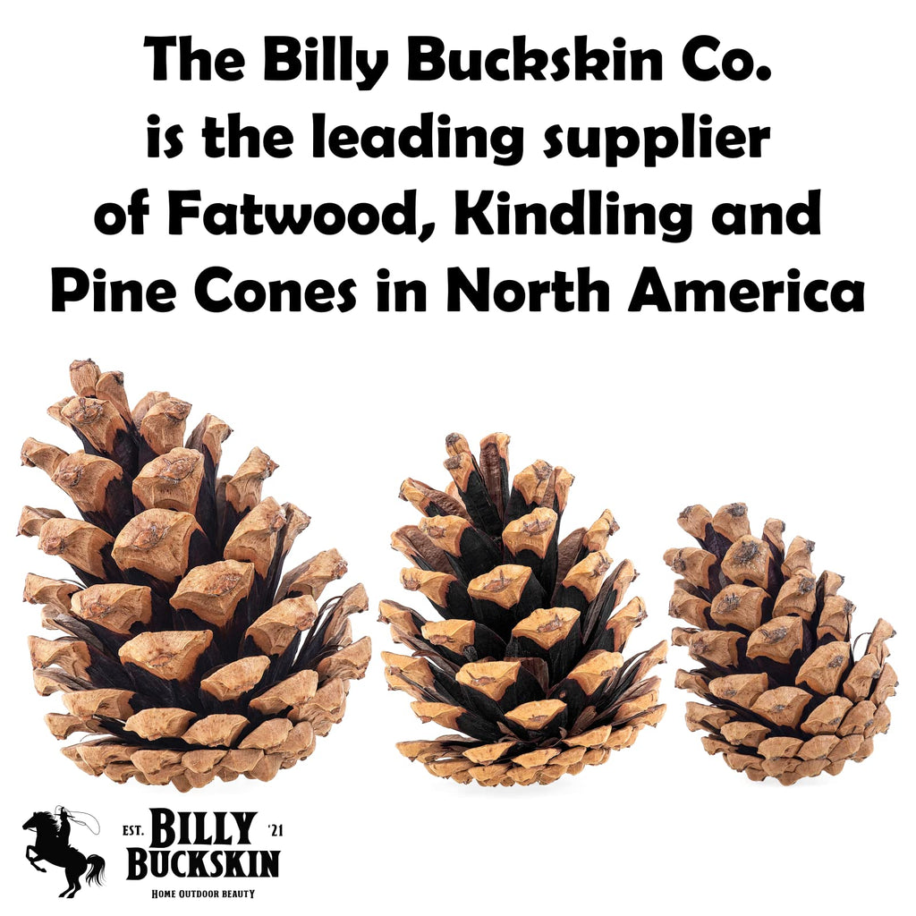 Billy Buckskin 20 Large Natural Pine Cones for Crafts, 3" to 4" Tall
