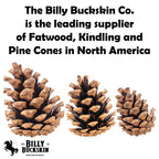 Billy Buckskin 20 Large Natural Pine Cones for Crafts, 3" to 4" Tall
