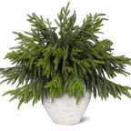 Juxdp 20 Pcs Real Touch Norfolk Pine Branches, Artificial Christmas Green Plants Branch Faux Greenery Stem Fake Pine Picks for Vase DIY Crafts Garland Wreath Xmas Indoor Outdoor Decor(18 Inches)
