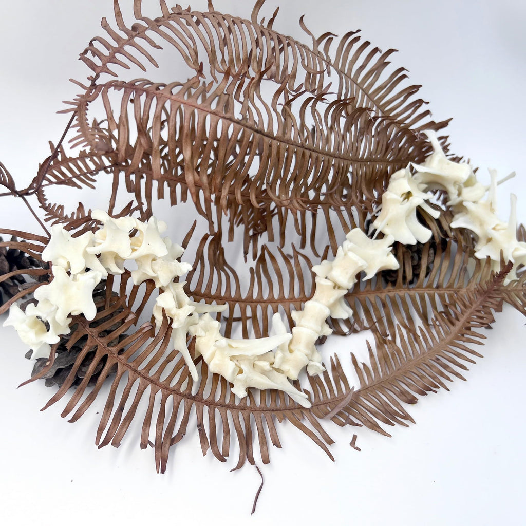 Taxidermy Real Fox Spine Decor - Model Animals Bones Specimen, Taxidermy Supplies for Science Education, Collection (Fox Spine)
