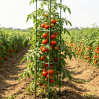 Wikdey Tomato Cages for Garden&Pots, 2 Pack 50" Plant Support Trellis for Tomatoes, Cucumbers, Beans | Heavy-Duty Steel with Rust-Proof Coating | Garden Stakes for Outdoor Indoor Plants