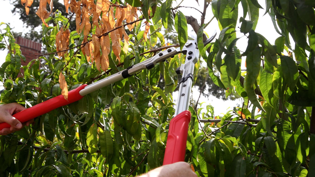 Corona Tools X Series Pro Bypass Lopper – 2-1/4″ Cutting Capacity Heavy-Duty Branch Cutter for Tree & Shrub Trimming