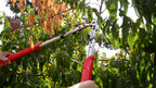 Corona Tools X Series Pro Bypass Lopper – 2-1/4″ Cutting Capacity Heavy-Duty Branch Cutter for Tree & Shrub Trimming