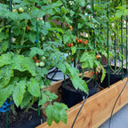 25 Pack Garden Stakes 4FT (48 Inch), Heavy Duty Steel Tomato Stakes with Plastic Coating, Plant Support Stakes for Outdoor Climbing Plants, Vegetables, Beans, Potted Plants & Garden Use
