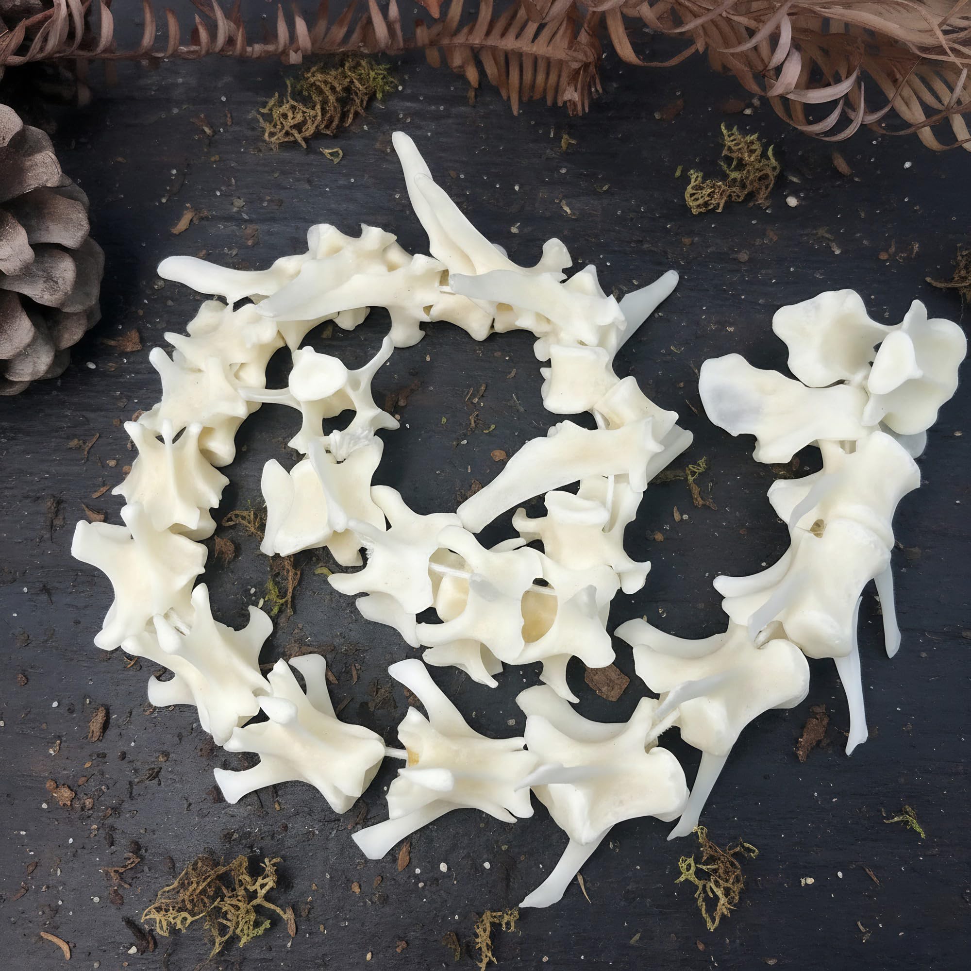 Taxidermy Real Fox Spine Decor - Model Animals Bones Specimen, Taxidermy Supplies for Science Education, Collection (Fox Spine)