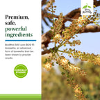 Terry Naturally BosMed 500 Extra Strength - Boswellia Serrata Extract Supplement - Dietary Supplement for Healthy Lung Support - Herbal Supplement Formula - 60 Softgels (Pack of 2)