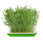 5 Layers Seed Starter Kit - Seed Sprouter Trays with Clear Lid & Stainless Steel Shelf, Soil-Free Germination Trays for Indoor/Outdoor Microgreens, Wheatgrass Mung Beans Cat Grass & Seedling Growing