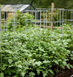 Burpee Medium Heavy Gauge Tomato Cage | 3 Cages for Plant Support in Garden | 14" x 14" x 48" | Made in The USA| Grow Healthier, More Productive Tomato Plants