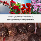 12PCS Reusable Air Layering Pods for Plant Rooting Growing Propagation Ball
