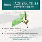 bixa BOTANICAL Achyranthes Aspera Powder | Apamarga ǀ Ayurvedic Herbal Supplement | 200 Grams / 7 OZ | Gluten Free, Non-GMO, Steam Treated, Vegan, 100% Pure.