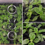SOLIGT Thick Plastic 3-Set Strong Seed Starter Trays with 5" Humidity Domes