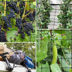 6x6 Ft Elastic Plant Trellis Net - 2-Pack Heavy Duty Garden Support Net with 4 Hooks for Grow Tents, Climbing Vegetables, Fruits & Flowers (Black)