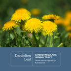 Eclectic Herb - Organic Freeze-Dried Dandelion Leaf Capsules | Supports Cleansing, Digestive Function & Heart Health | Natural Herbal Supplement | US-Grown, Vegan, Non-GMO (90 CT | 200 mg)